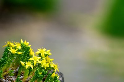 L'art de pousser sur du béton_4754729175_l.jpg